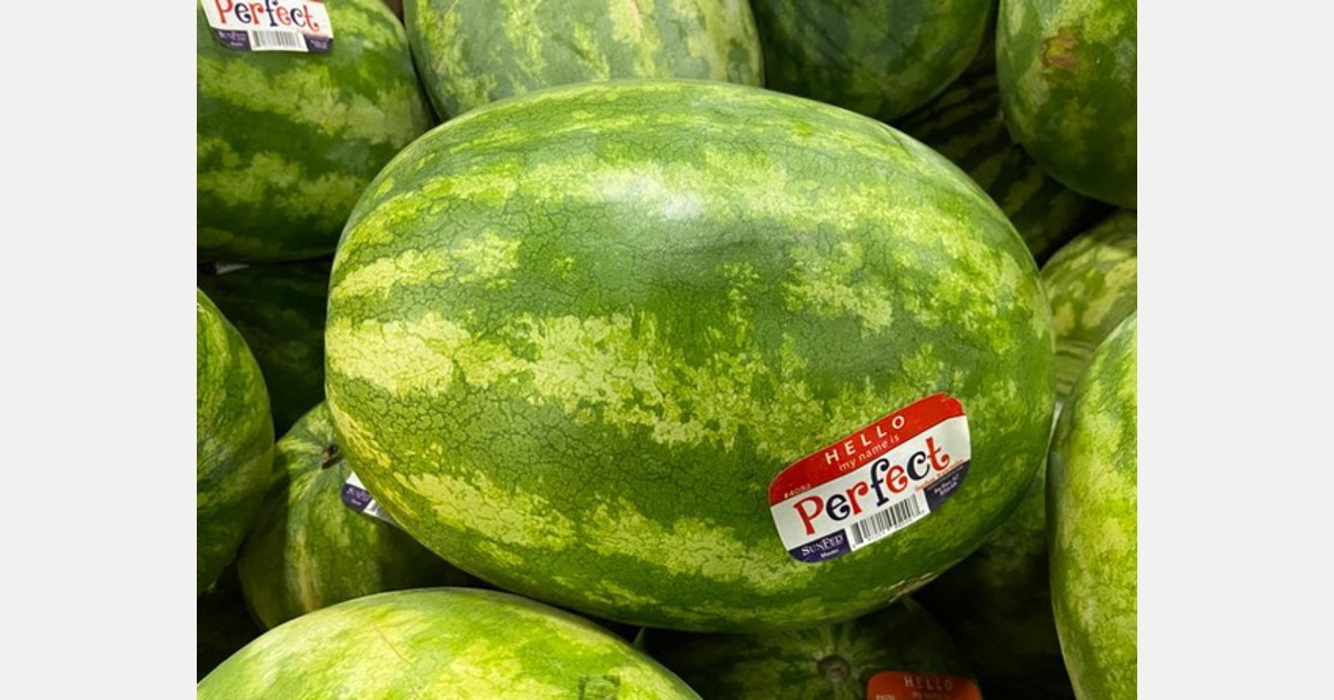 production-started-on-new-seedless-watermelon