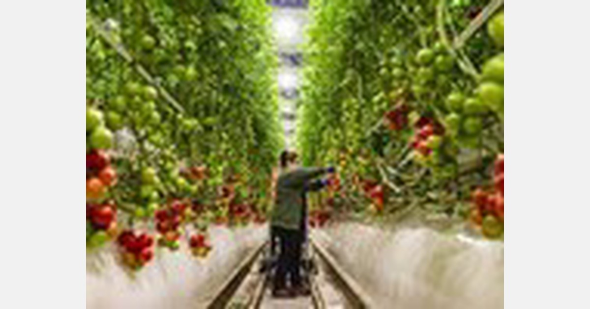 Carbon dioxide plant troubles might lead to higher price of tomatoes and other produce