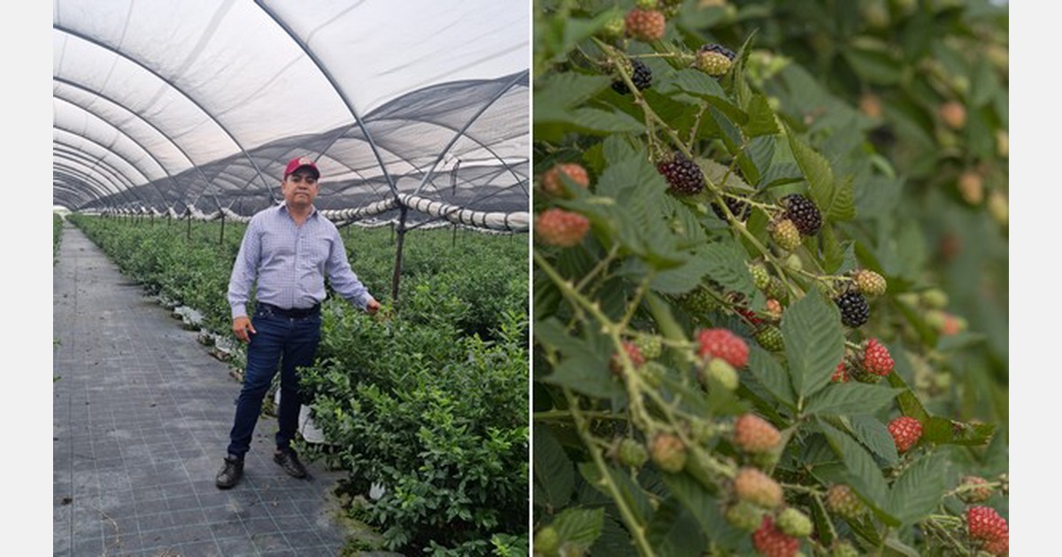 Prices strengthen for Mexican raspberries