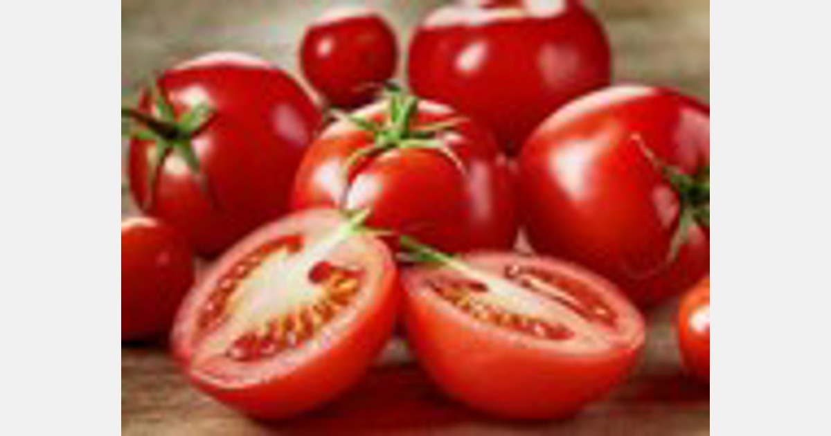 Lokalny sezon pomidorowy w Polsce rozpoczął się z miesięcznym opóźnieniem