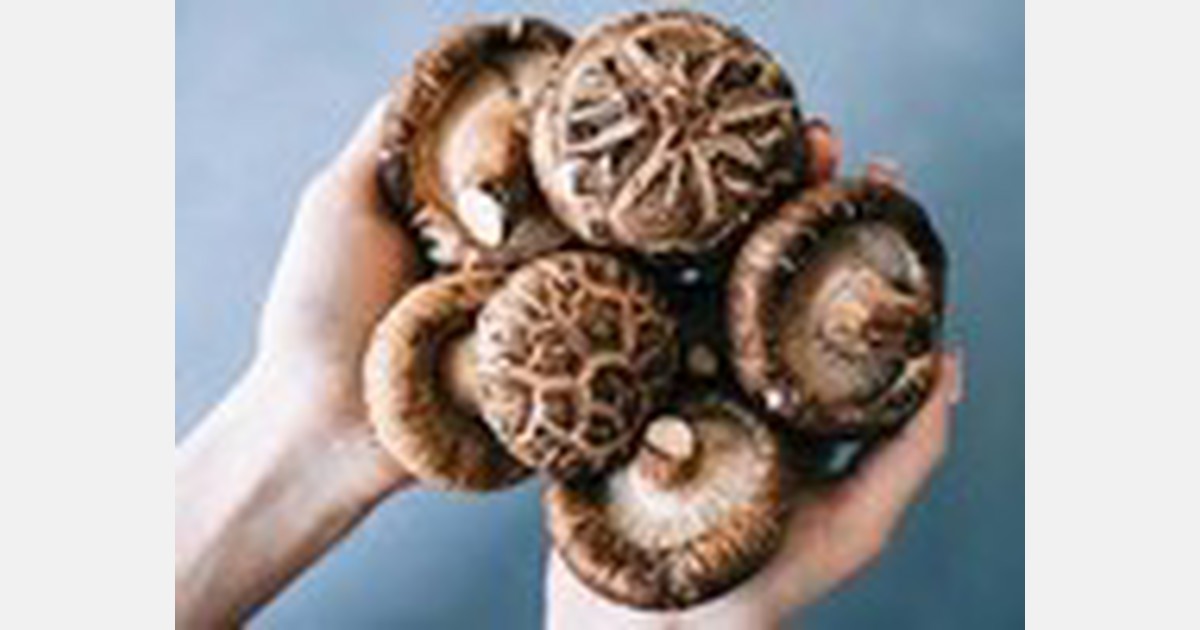 Shiitake mushroom cultivation now a thing in Phnom Penh