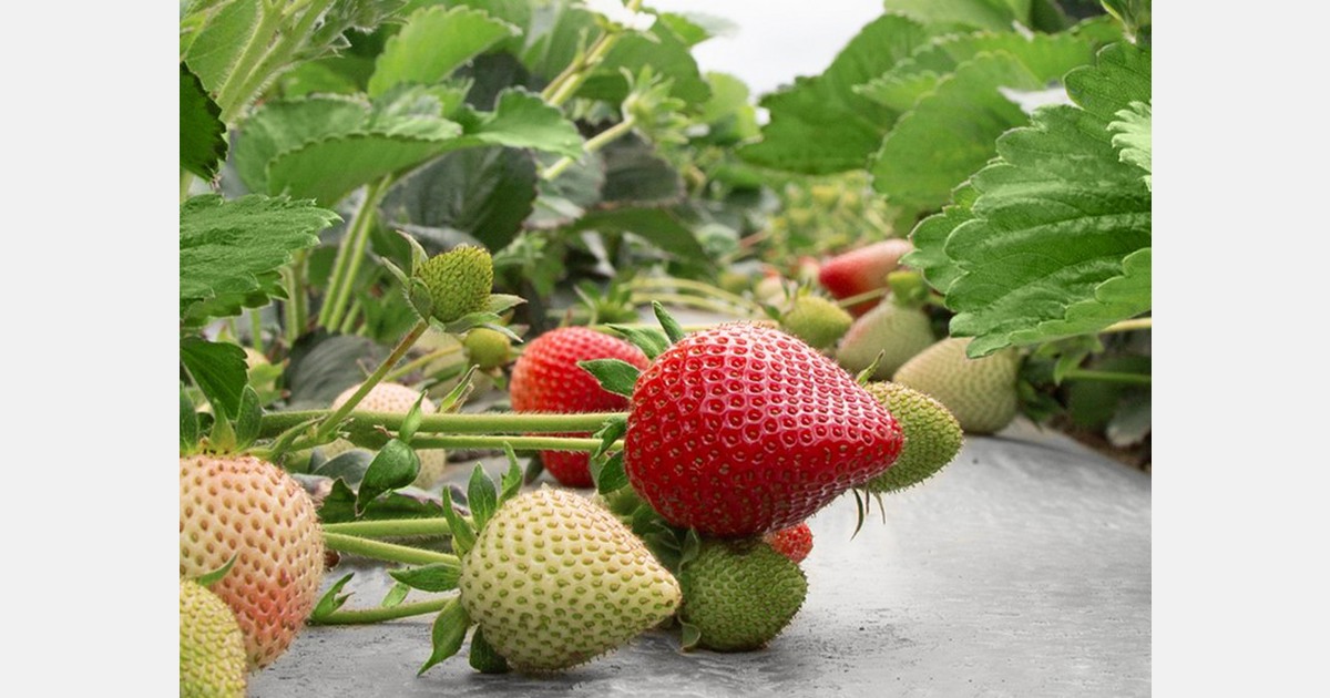 California strawberry production to pick up later this month