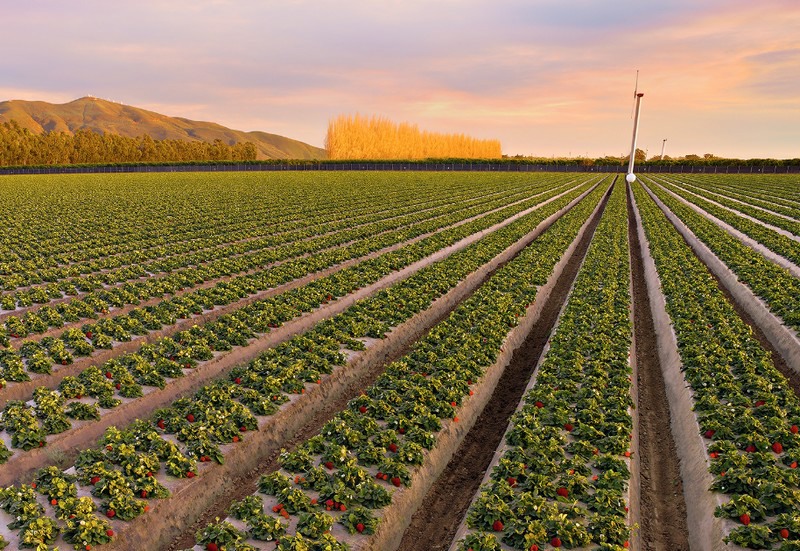 California strawberry production to pick up later this month