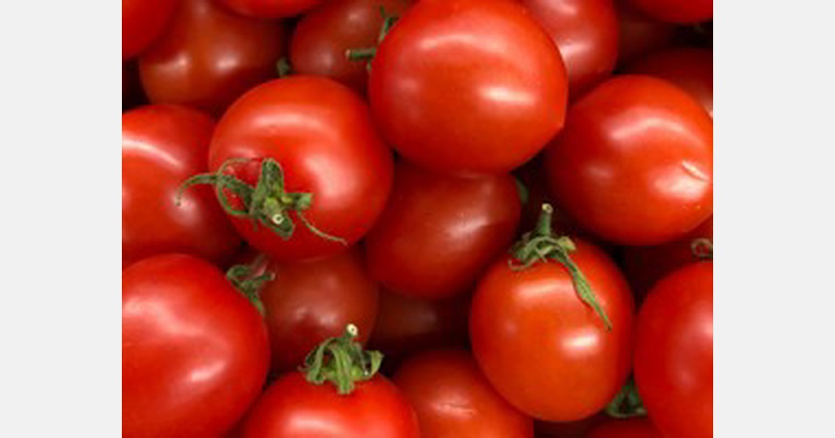 Indian tomato prices drop all over India, farmers are dumping their goods