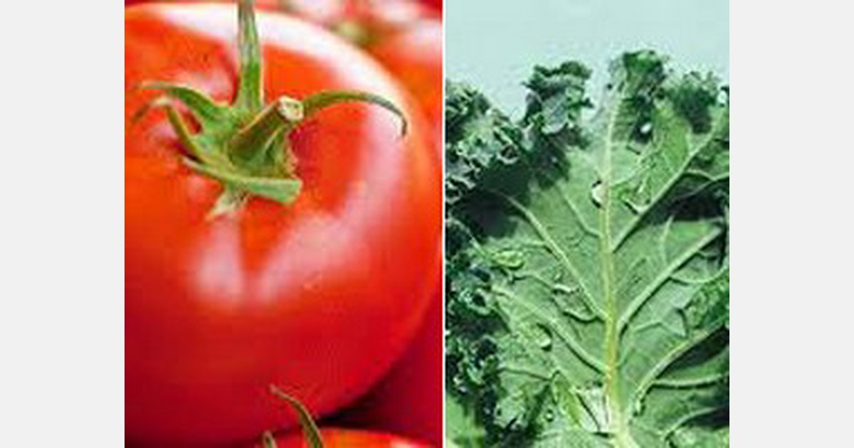 Tomato most popular veg in New Zealand, kale least enjoyed