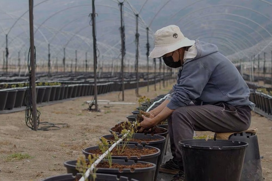 Ecuador’s blueberry industry is the 'new kid on the block' with 52