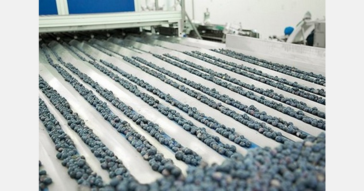 Blueberry Vision 2 and Blueberry Vision 3 for sale