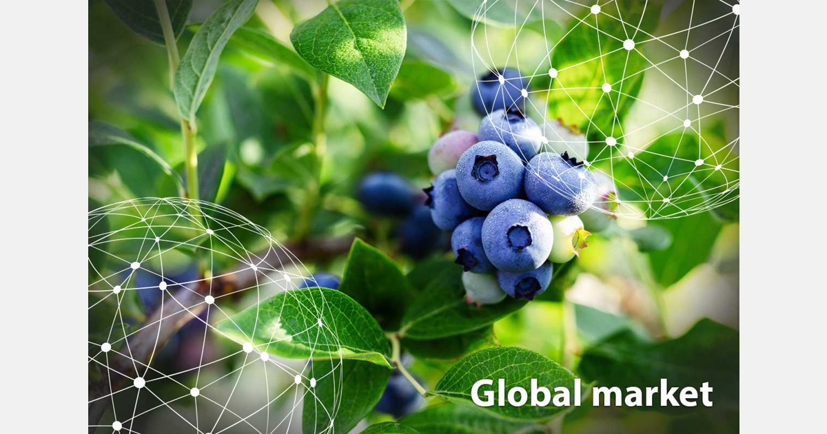 Persistent high prices in global blueberry market