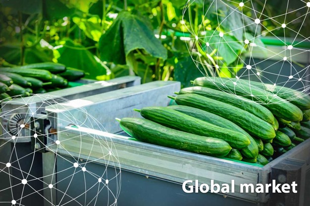 Cucumber prices ended very high in 2023, but at the start of 2024