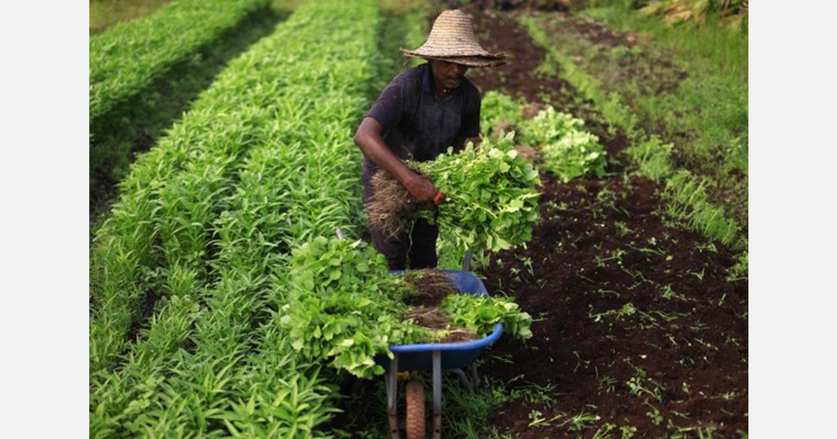 马来西亚蔬菜产量预计下个月下降40% – Hortidaily