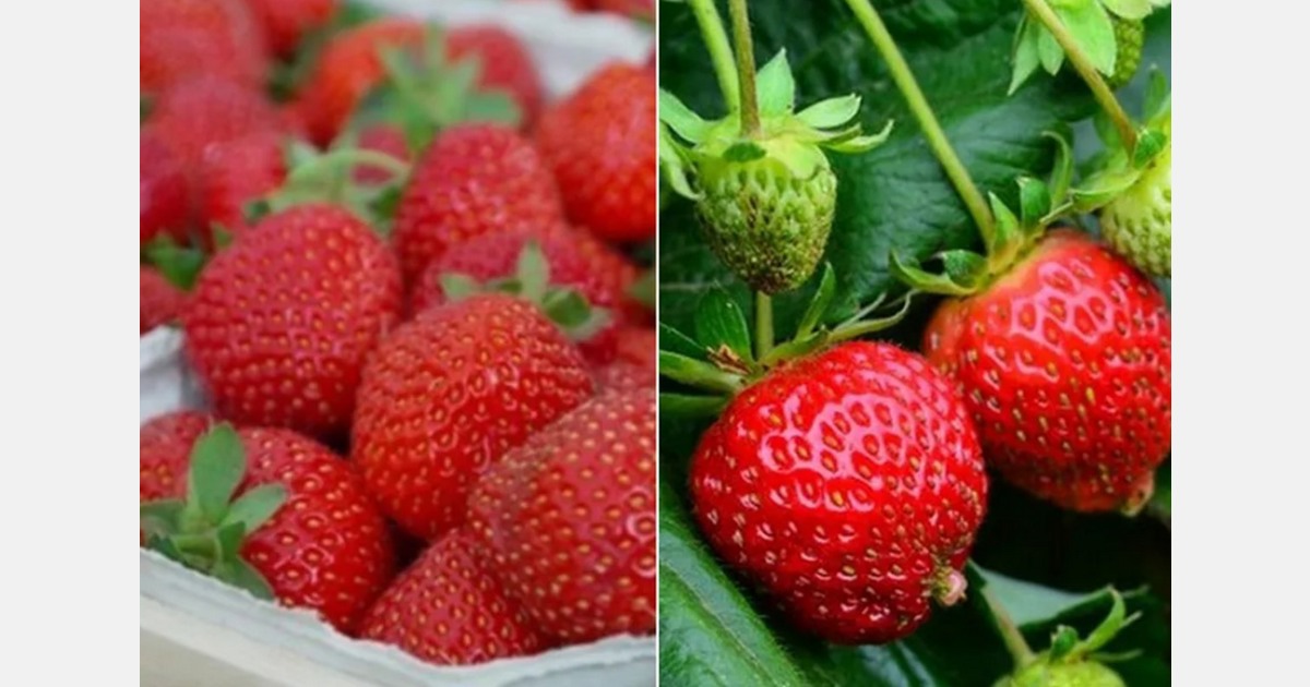 California moving a big crop of large strawberries for Mother’s Day