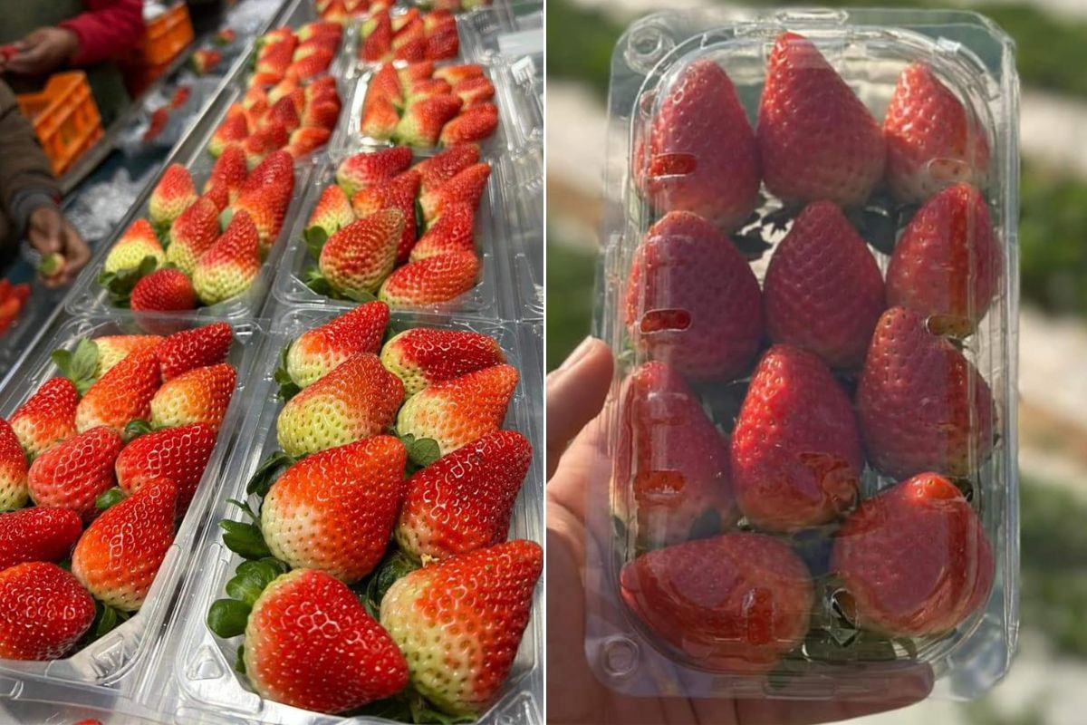 Less volumes and higher prices for Egyptian strawberries
