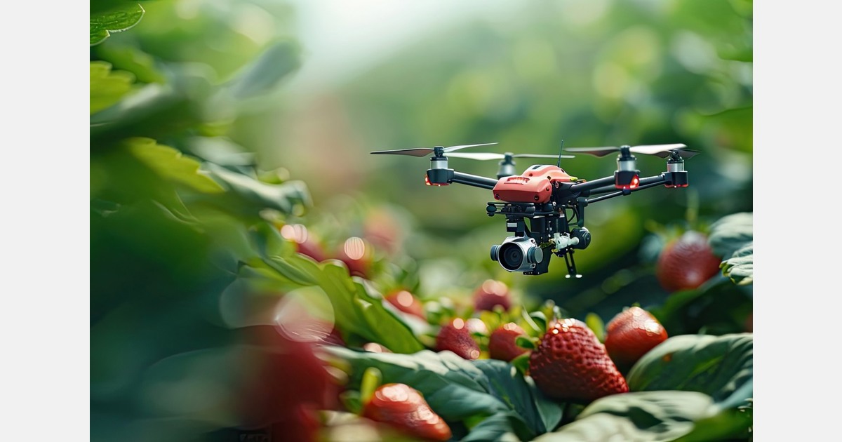 Exploring drone technology for strawberry pollination in the UK