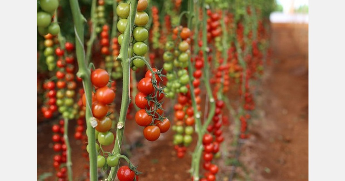 El cultivo de tomate en Andalucía se ha recuperado más que en otras partes de España