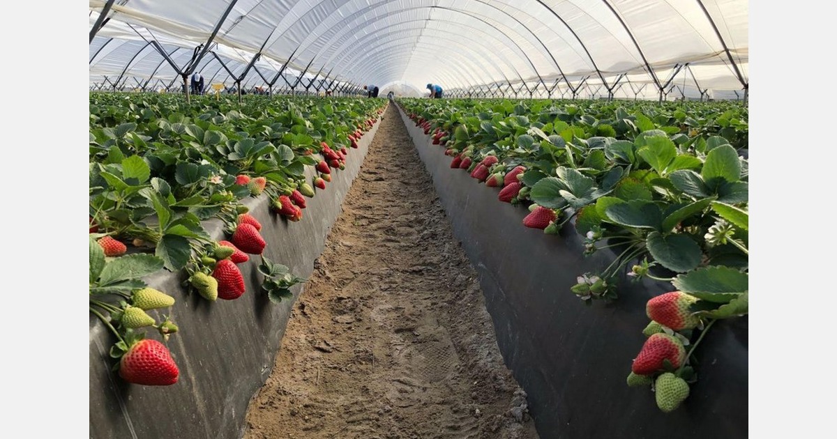 Fairly empty raspberry market and still low strawberry supply in Huelva