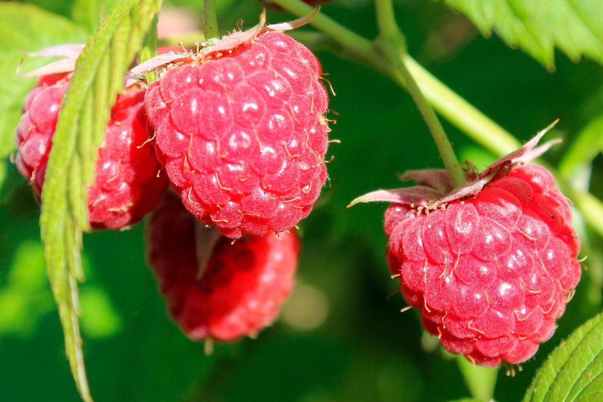 "Those who don't count on small growers won't be able to fill their