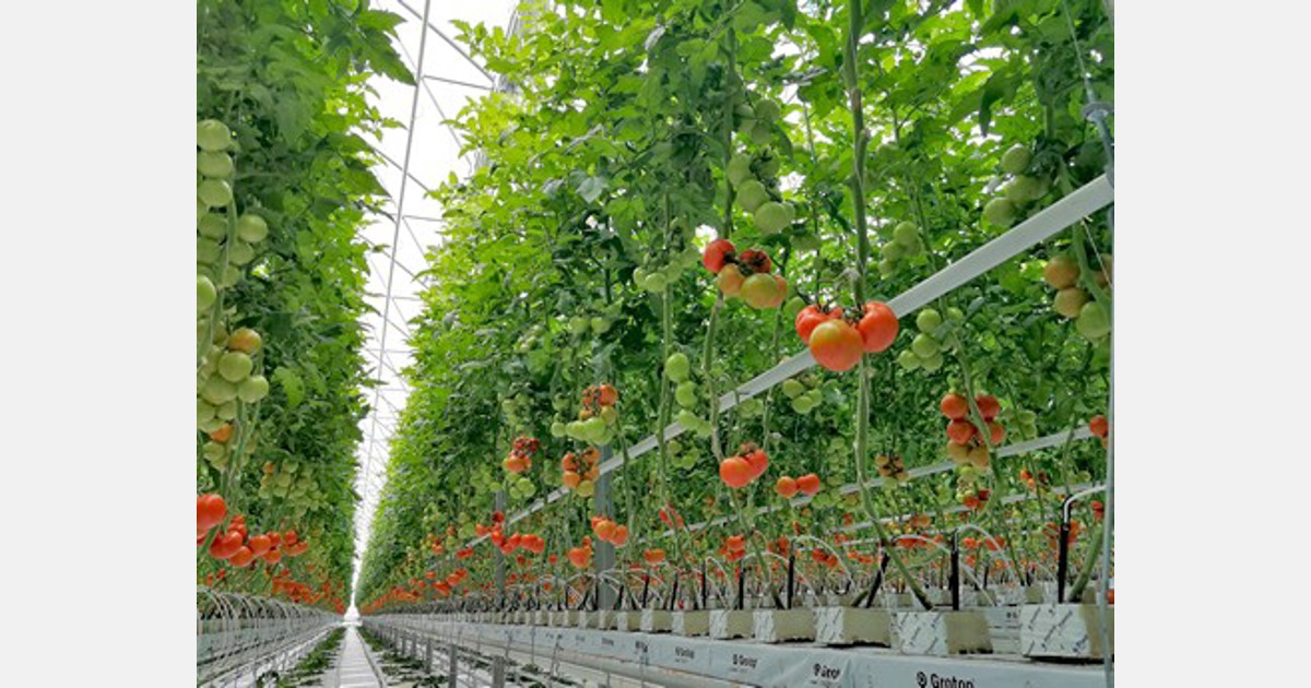 высота помидор. помидоры черрипальчики описание. томаты штамбовые детерминантные. пасынкование помидор в теплице схема. высота помидор.