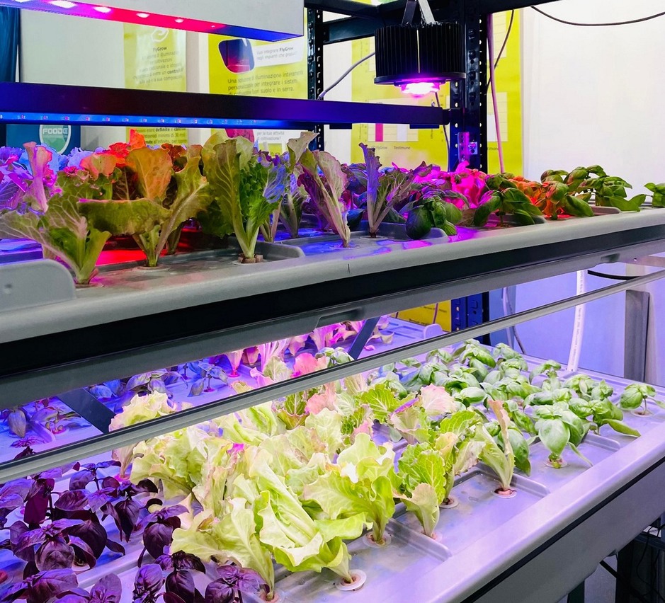 Novelfarm focuses on soilless cultivation and vertical farming