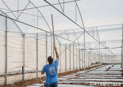 Improving production by supporting plants with optimal tying