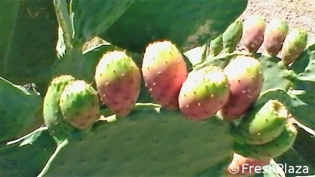 Al via la campagna del fresco e dei succhi di Ficodindia dell'Etna DOP