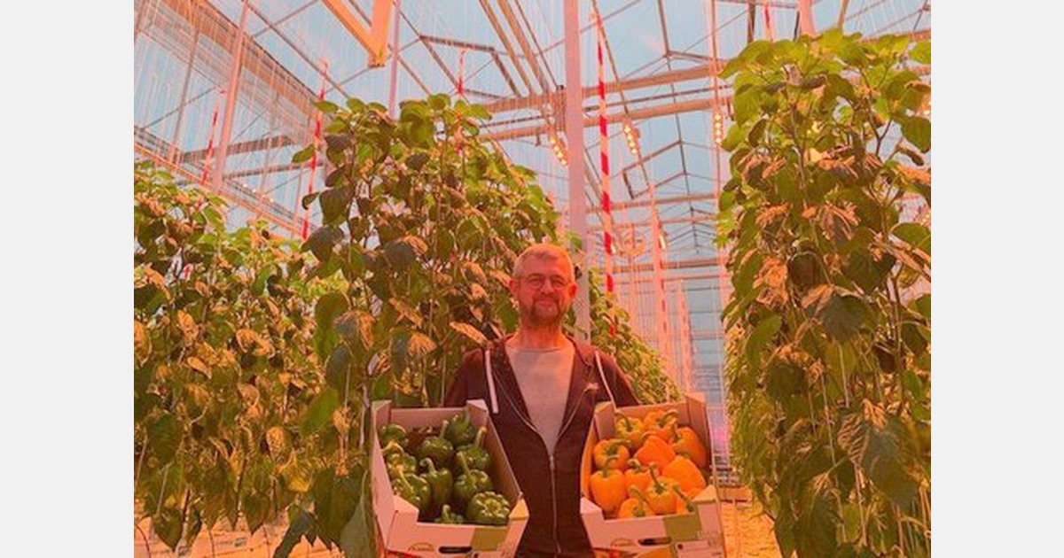 First bell peppers lighting test Hoogstraten already harvested
