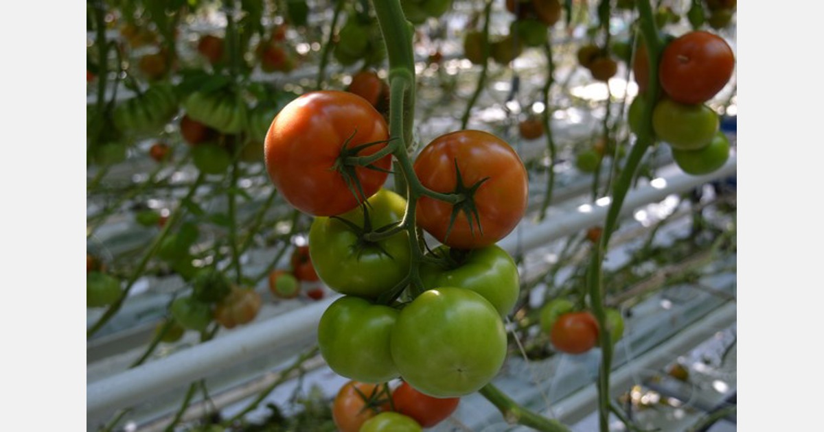 De tomatenprijzen stegen in april weer, waarbij de Nederlandse prijzen iets sterker daalden
