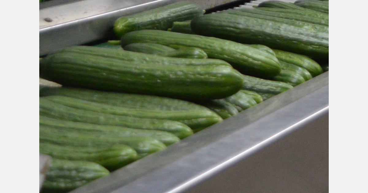 Cucumber price shoots up at start of import season
