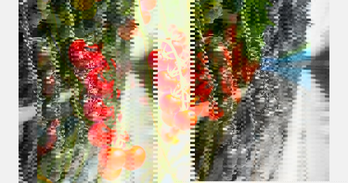 "Intensive greenhouse horticulture and extensive organic horticulture