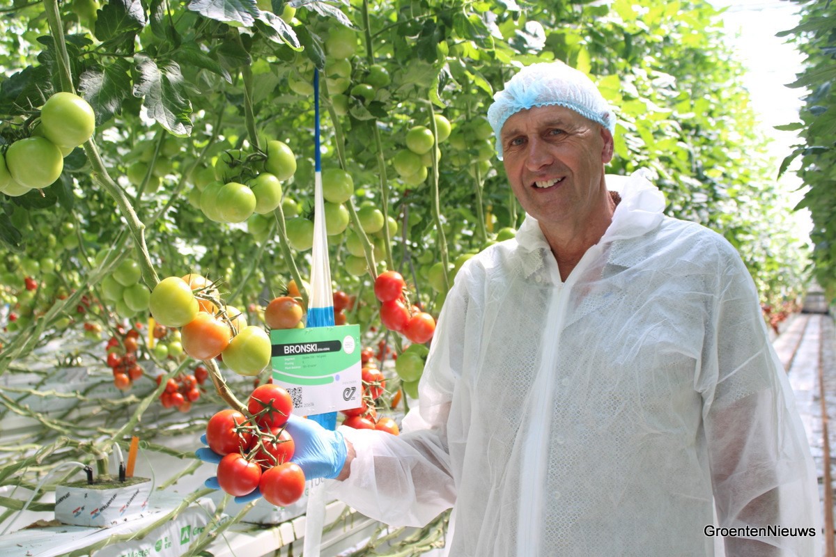 Tomato  Godzilla - Tomato Seeds - Heirloom Tomato - 25+ Seeds – Oak