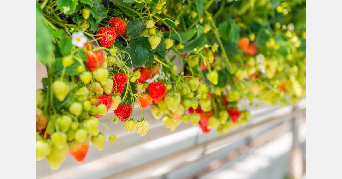 Cultivation concept fossilfree strawberry not yet ready for practice