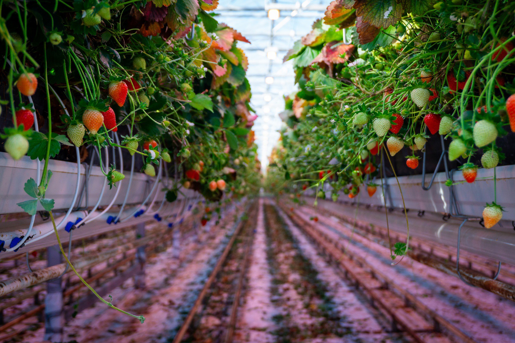Managing 36 hectares of high-tech strawberry cultivation requires