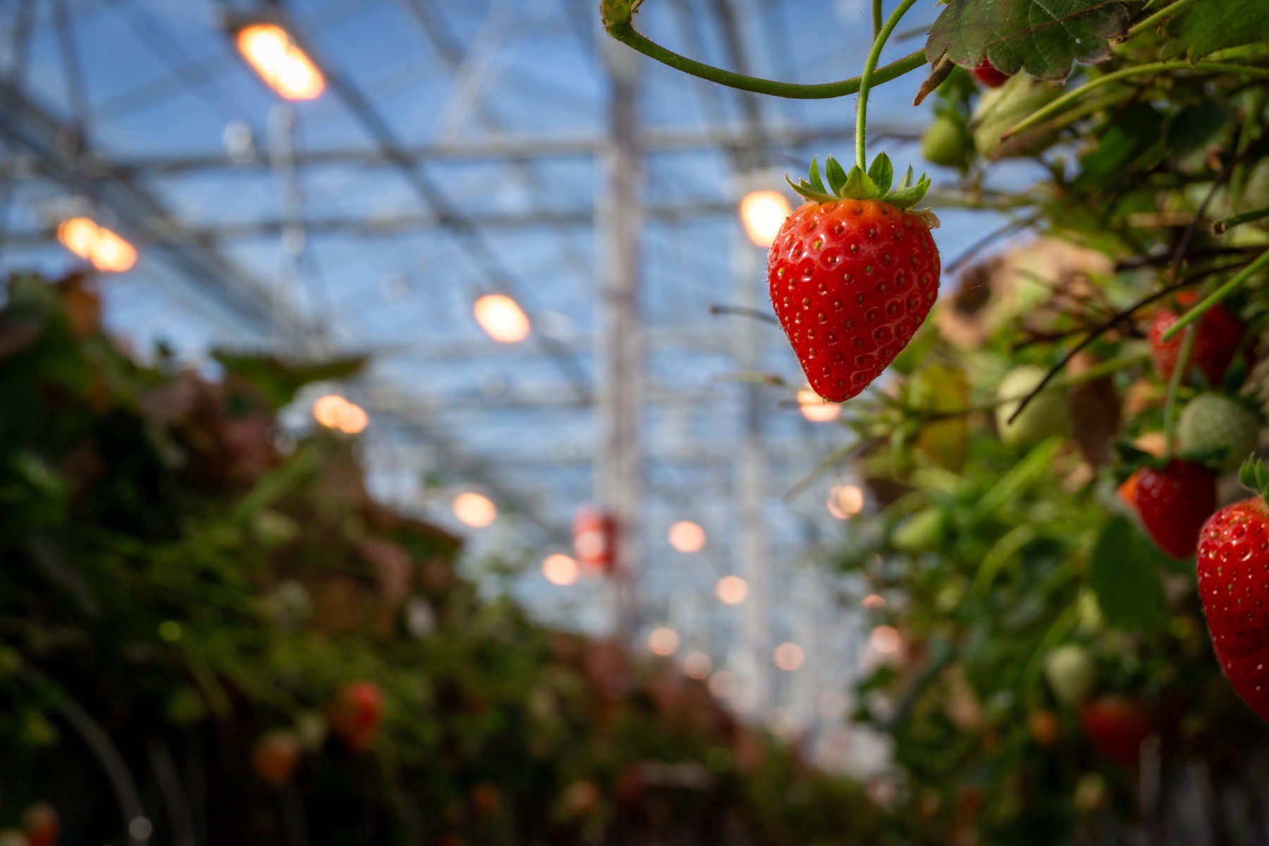 Managing 36 hectares of high-tech strawberry cultivation requires