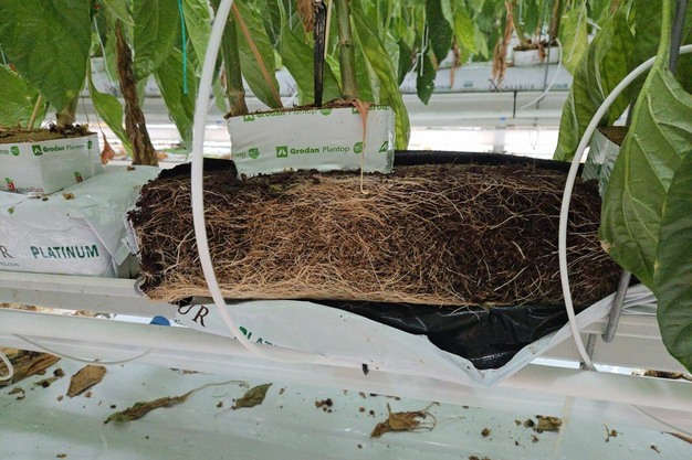 Bell pepper grower invested in water quality: "Healthy roots and higher production all year round"