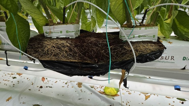 Bell pepper grower invested in water quality: "Healthy roots and higher production all year round"