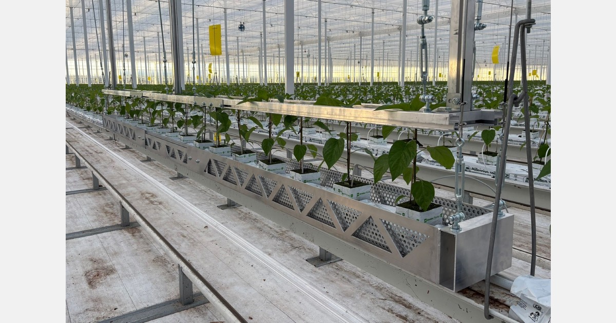 Weighing system becomes scalable for pepper and eggplant growers