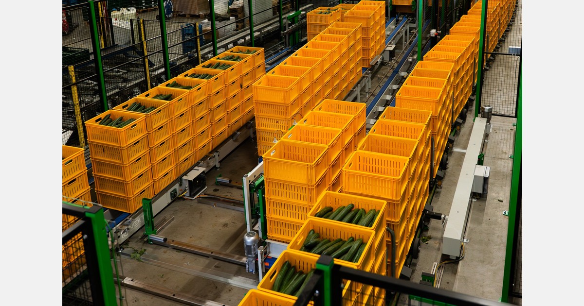 Dutch cucumber grower expands AI-assisted harvest line technology after a 12 percent labor saving