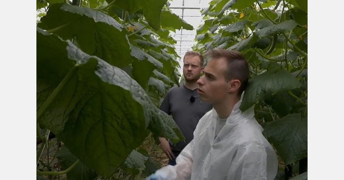 New variety of midi cucumbers grown under LED