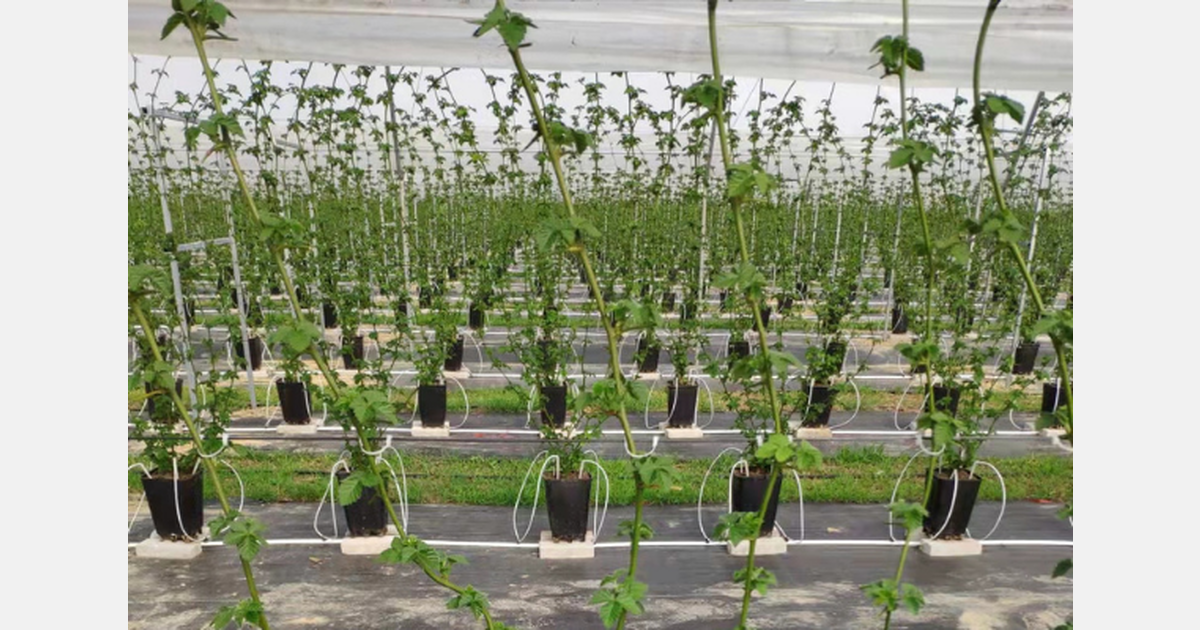 China Drip irrigation market increasingly segmented and