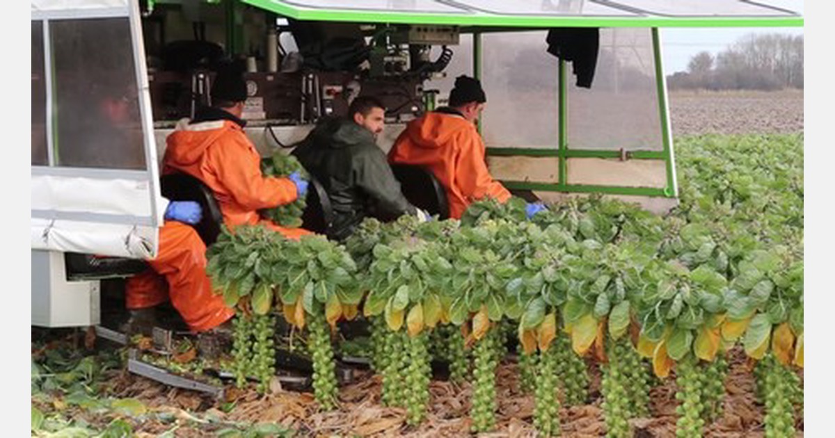 Brussels sprouts harvest for professionals!