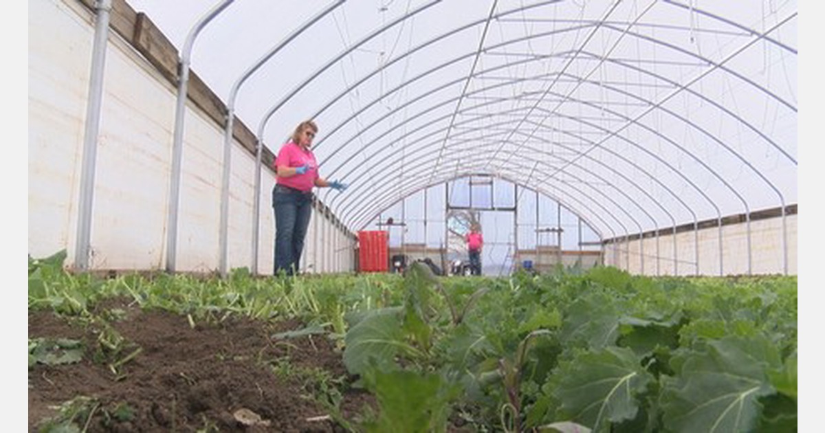 US (KS) High tunnels allow for yearround harvesting in Scandia