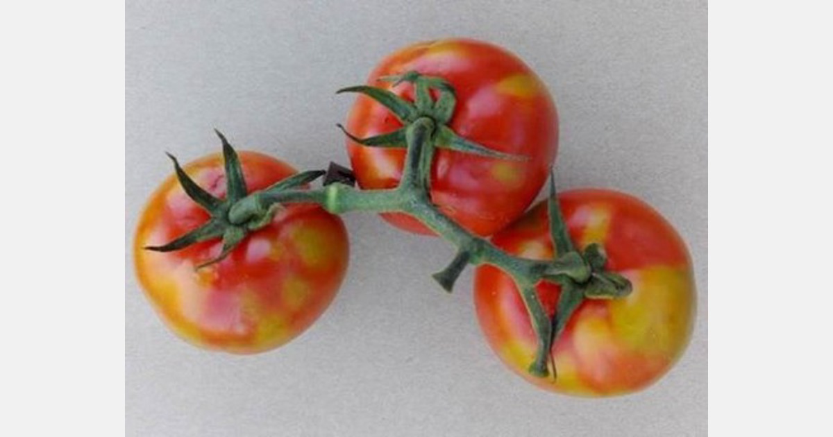 Tobrfv вирус томата. Вирус коричневой морщинистости плодов томатов (tomato brown rugose fruit virus). Вирус пятнистого увядания томатов. Вирус коричневой морщинистости плодов томата. Бронзовость томатов.