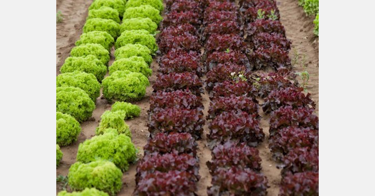 UK Diseases of lettuce crops guide