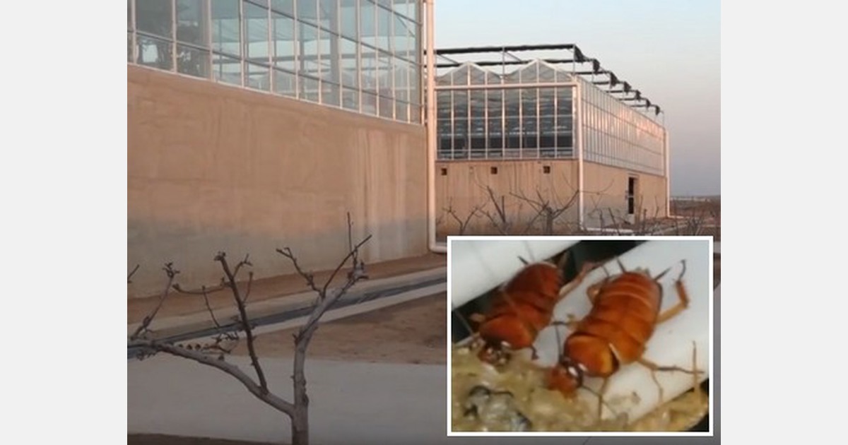 Cockroaches in the greenhouse
