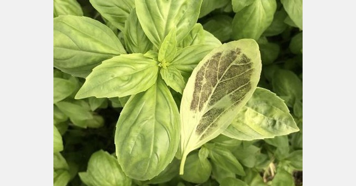 Israel New sweet basil hybrid resistant to downy mildew