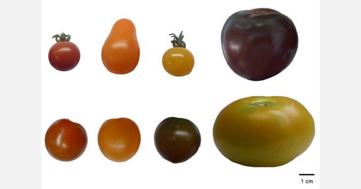 Comparing antioxidant levels in tomatoes of different color