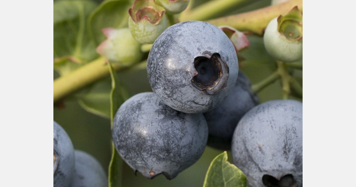 "Florida blueberries stay competitive in global market"