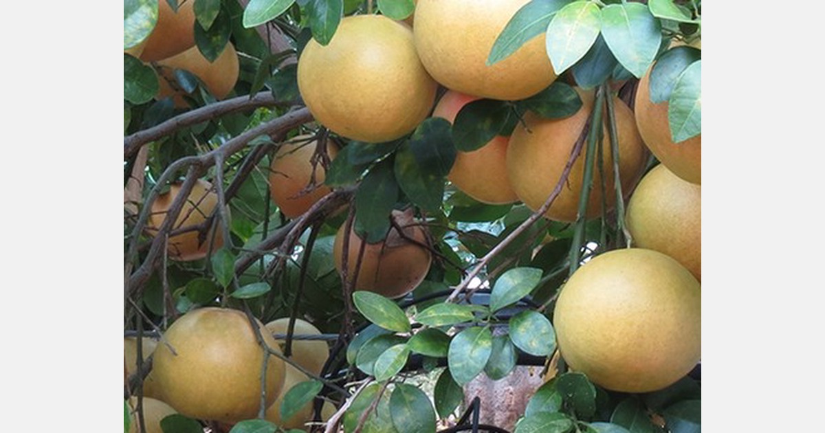 Grapefruits next crop in row for 'horticulturalisation'