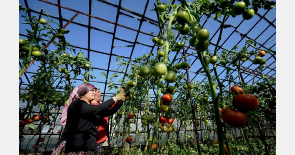 Turkey 100 greenhouses to be established in Ulukoy, Erzincan