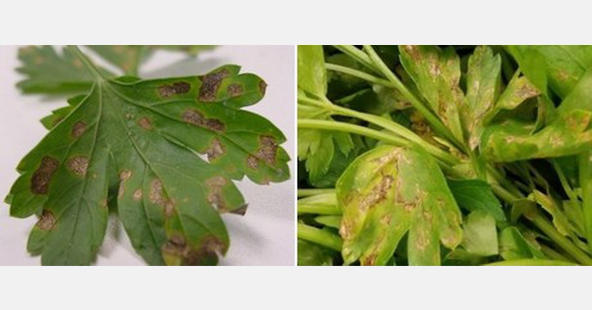 Controlling septoria leaf spot and bacterial leaf blight in parsley