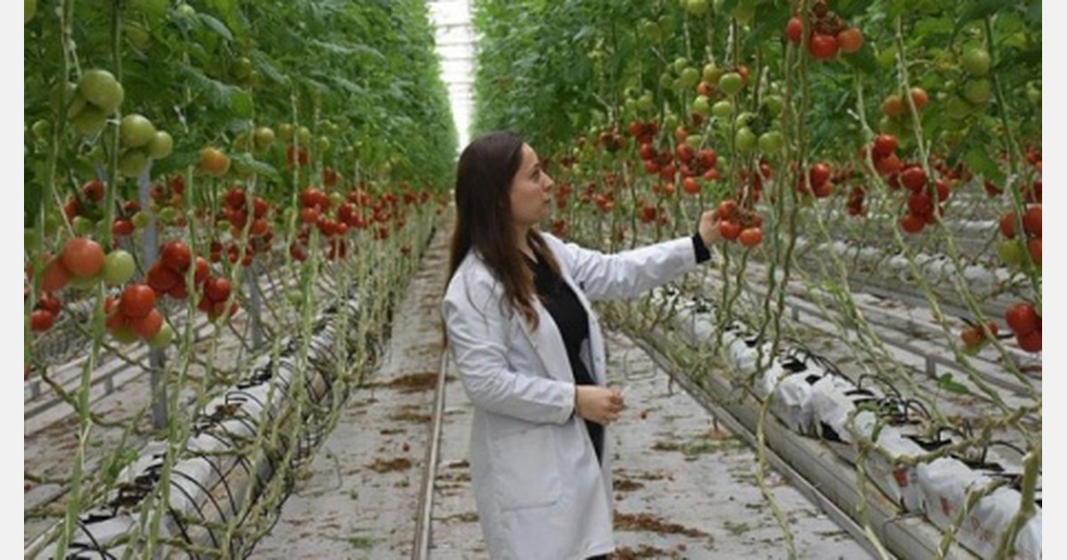 “We were able to start production in greenhouses built by Turkish
